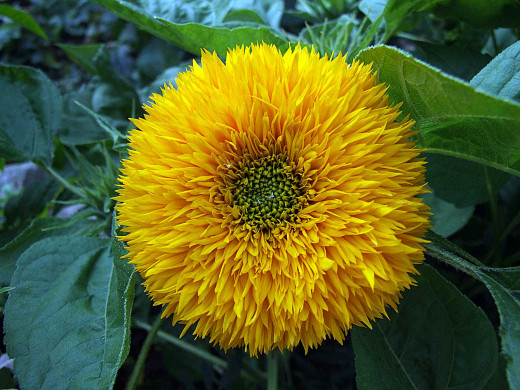 679029 (a): :1600x1200